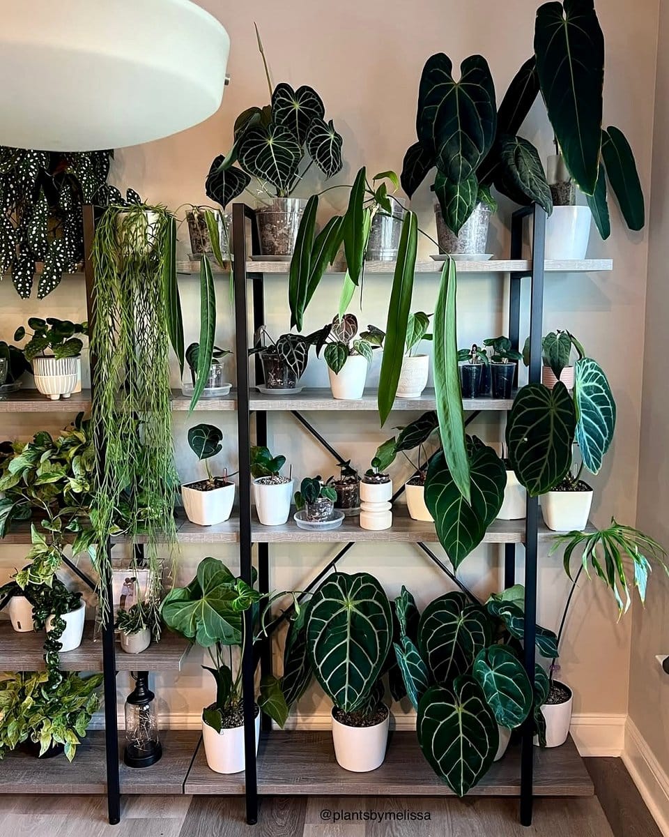 glass shelves with plants