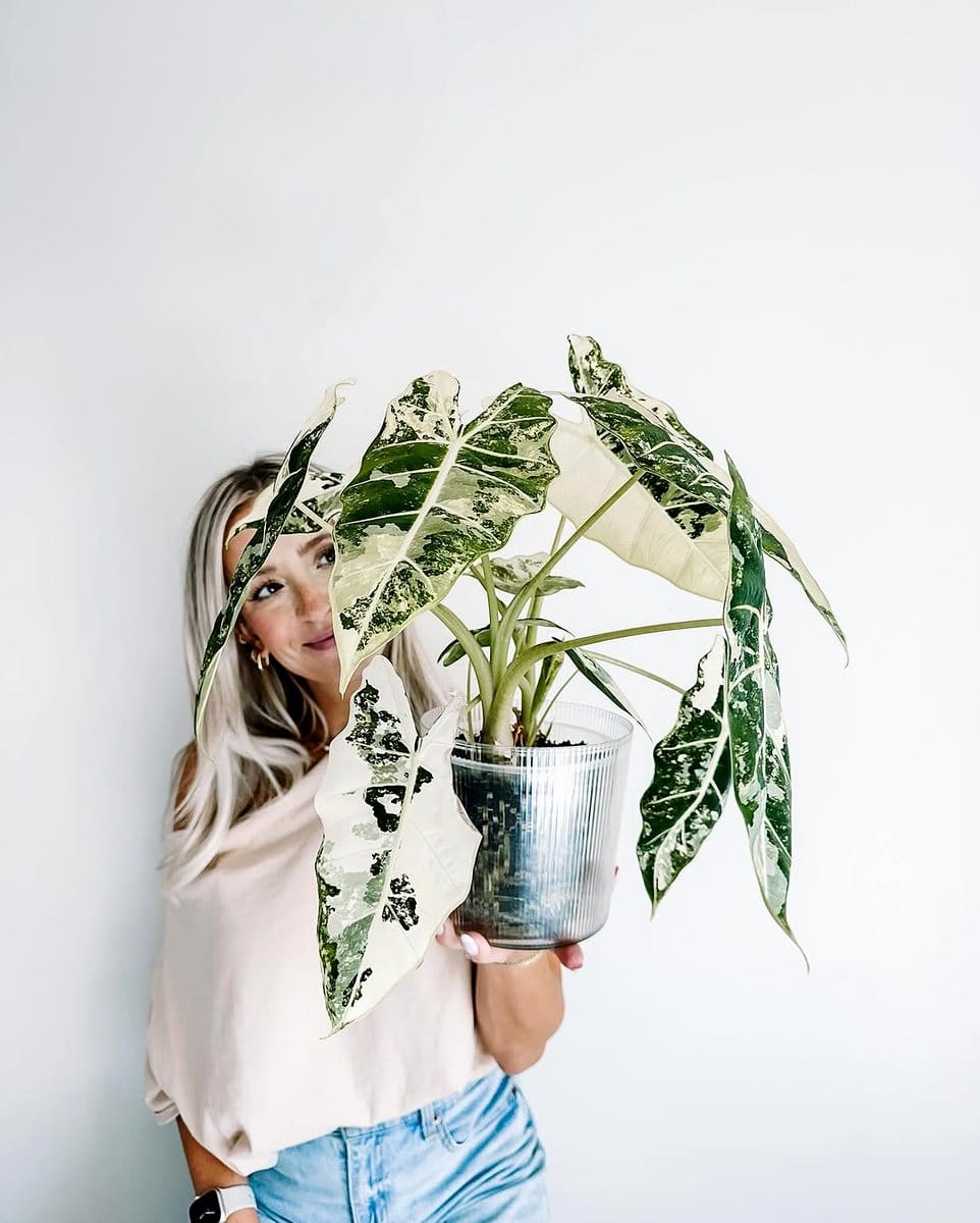 macramé plant hangers with ferns