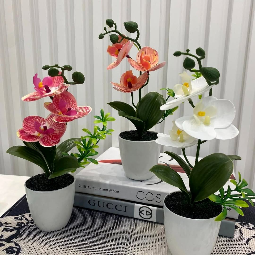 White orchid in a decorative pot