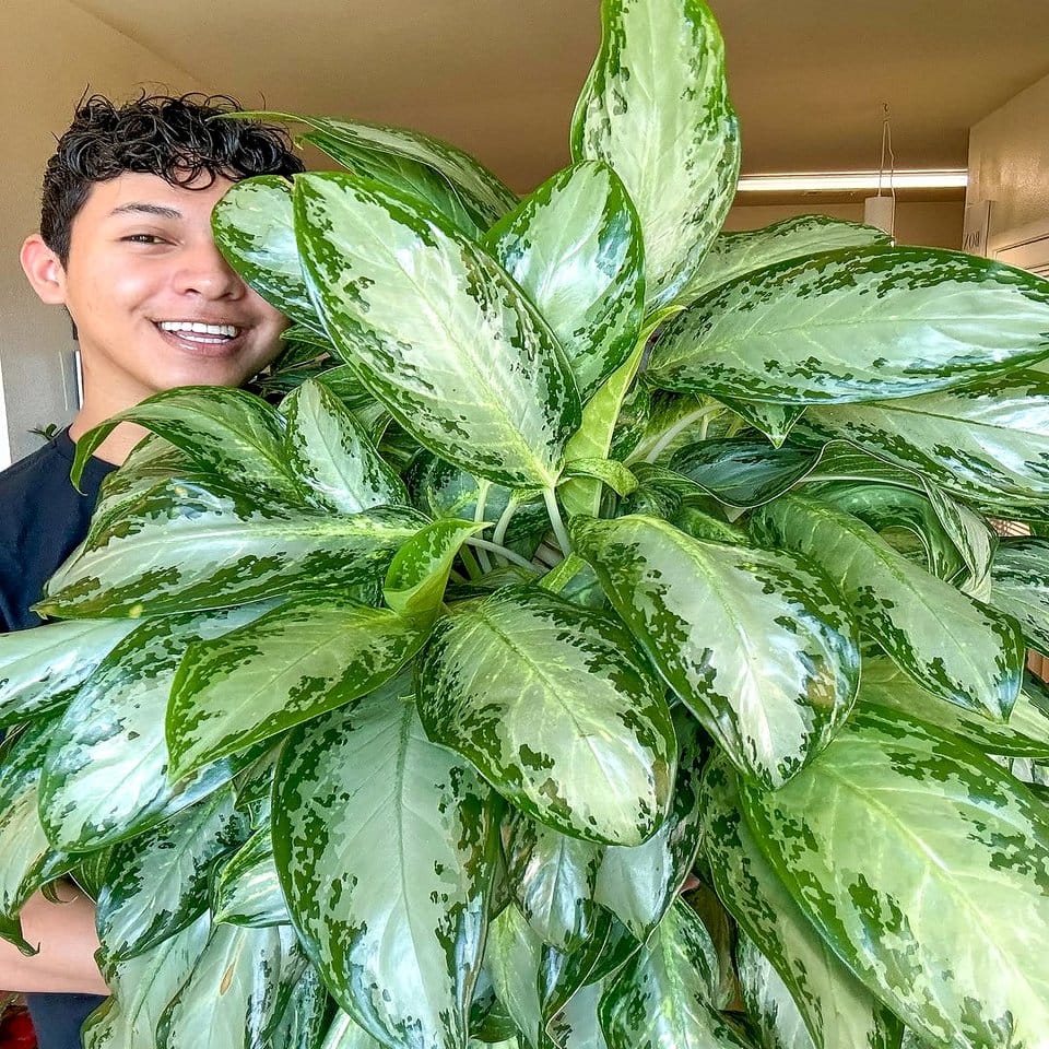 Chinese evergreen with variegated leaves in cozy corner