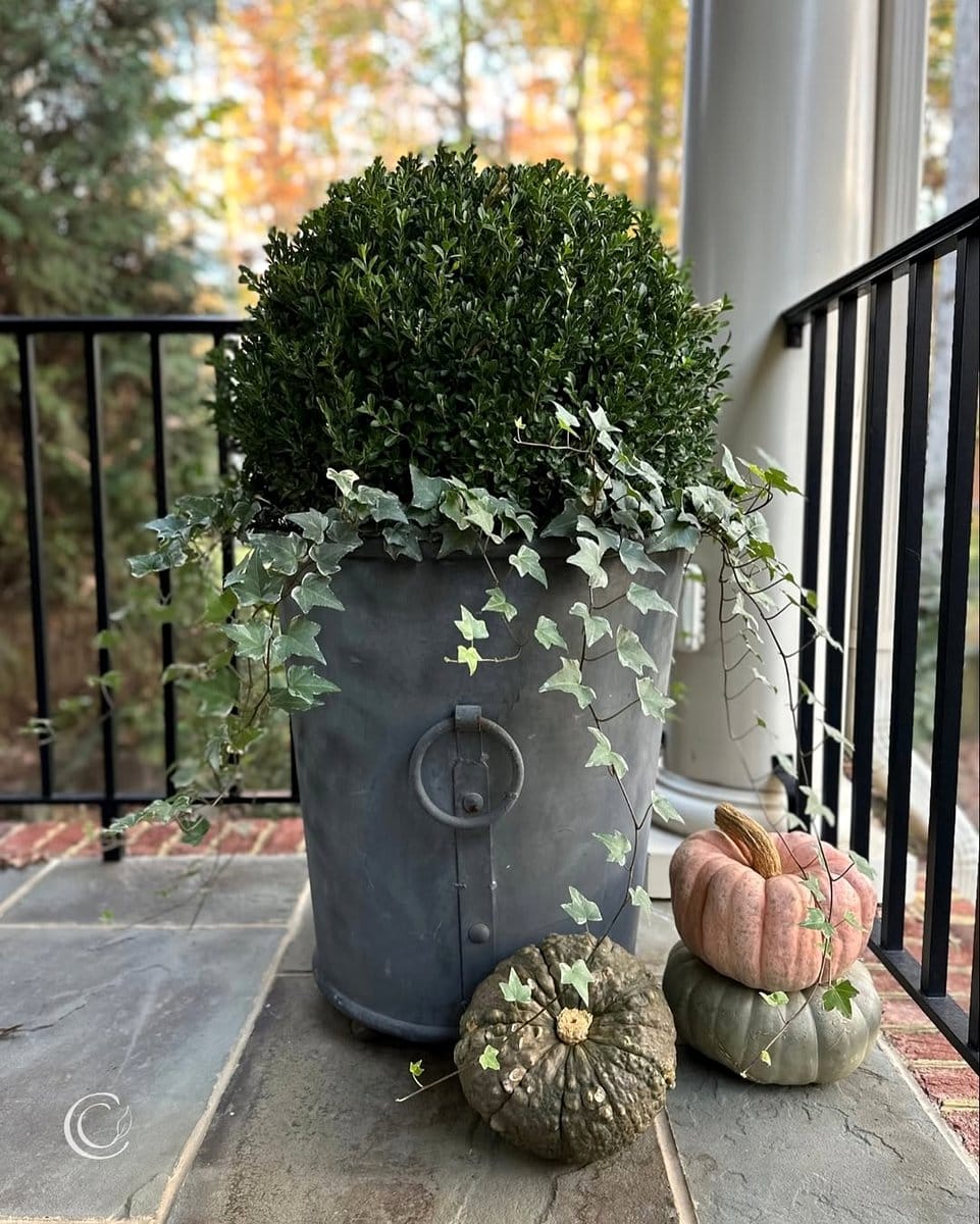 dark ombre planters with ivy