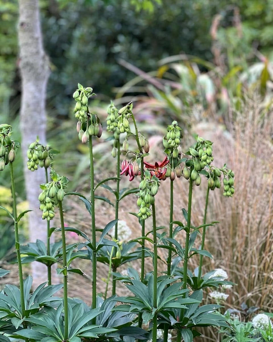 bushy lavender plants lining pathway