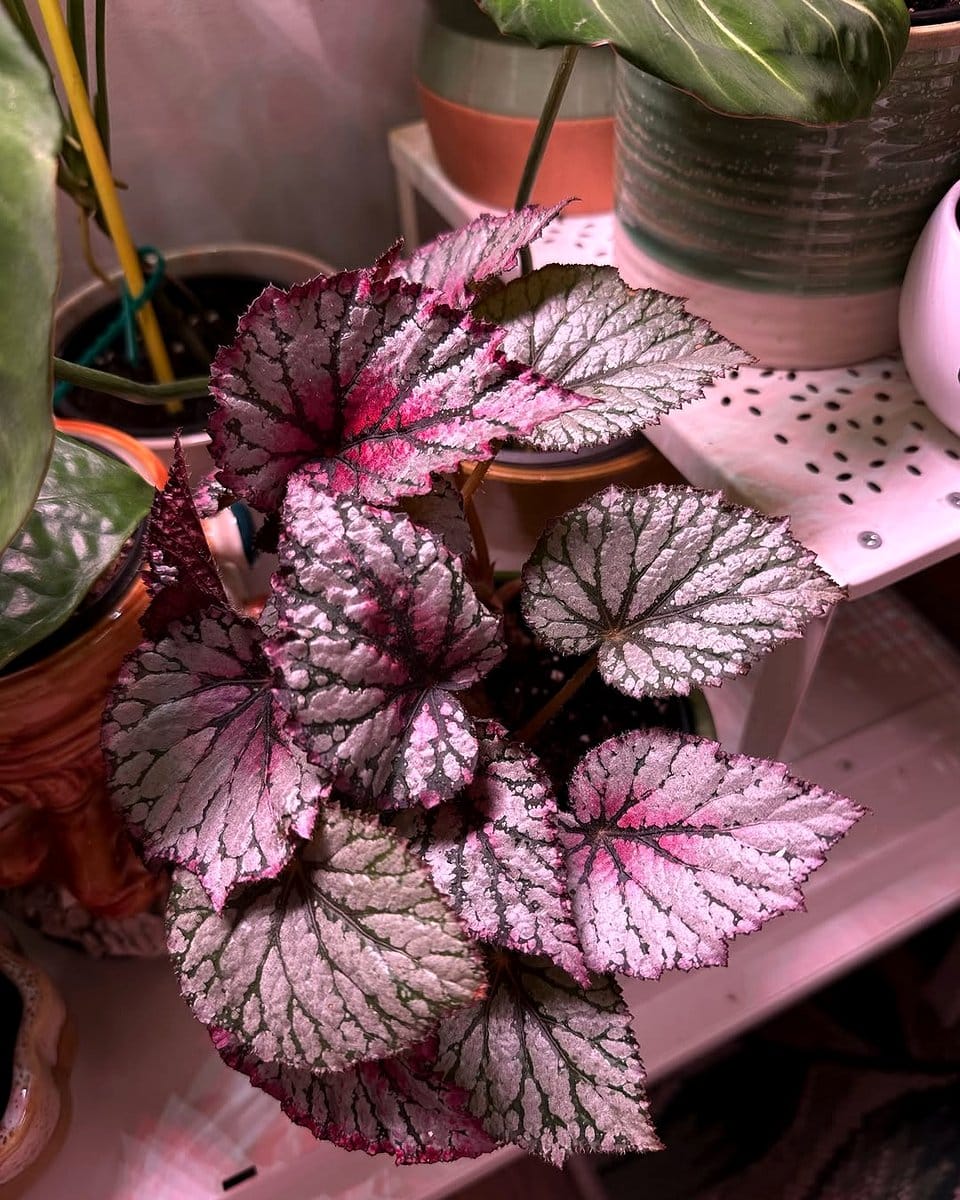 begonia rex in decorative pot