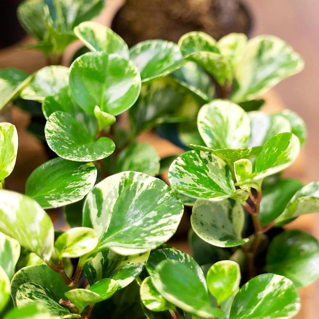 peperomia with waxy leaves