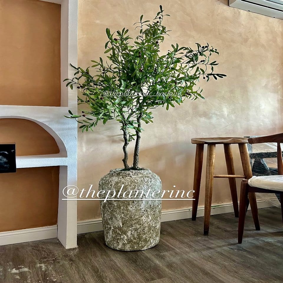 Distressed wooden planter with olive tree