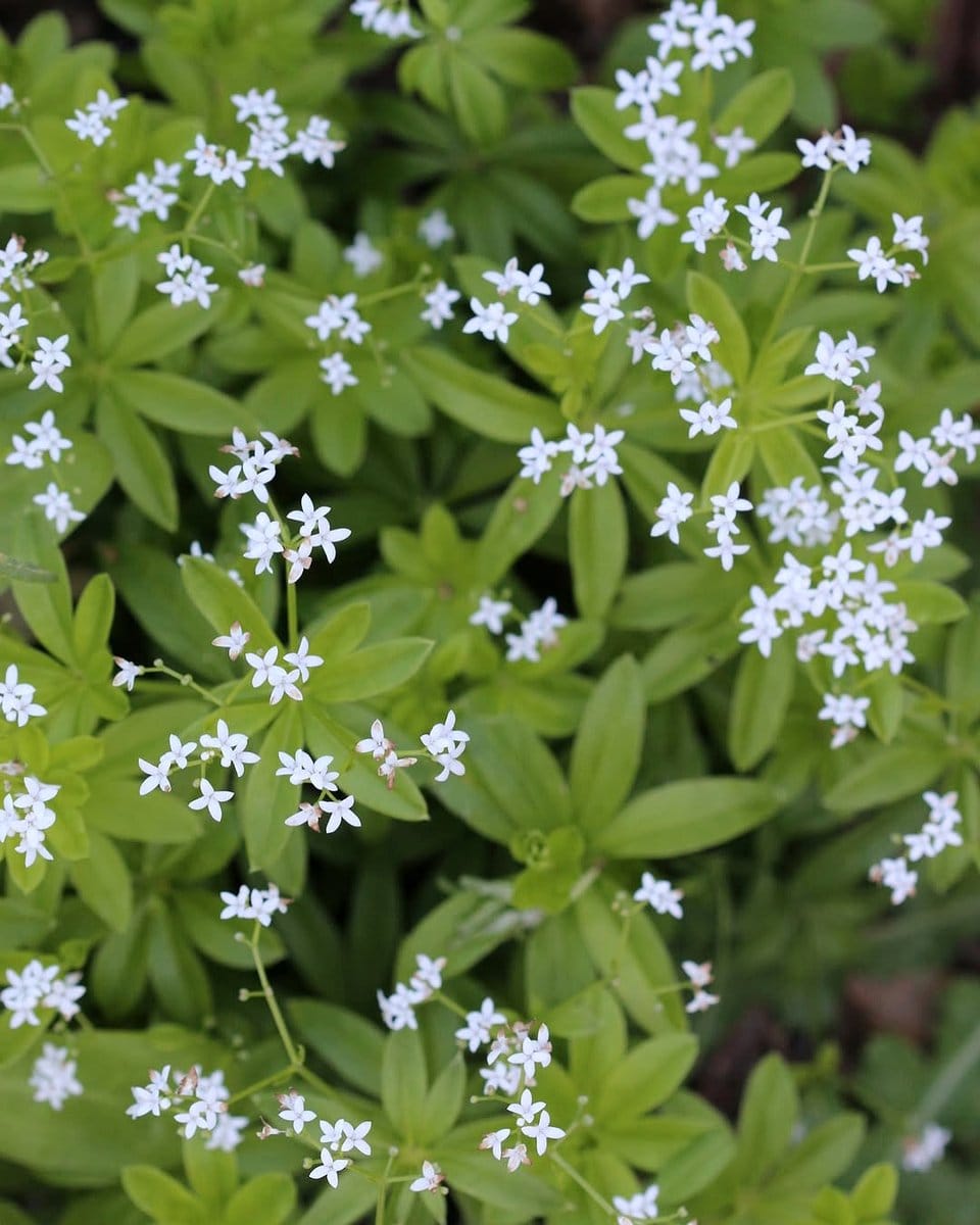 Ajuga leaves with sweet woodruff flowers