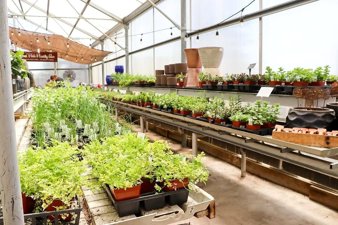 hanging colander with herbs