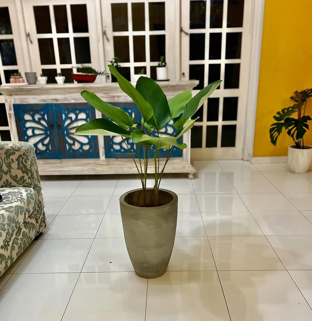 Lush calathea in decorative ceramic pot