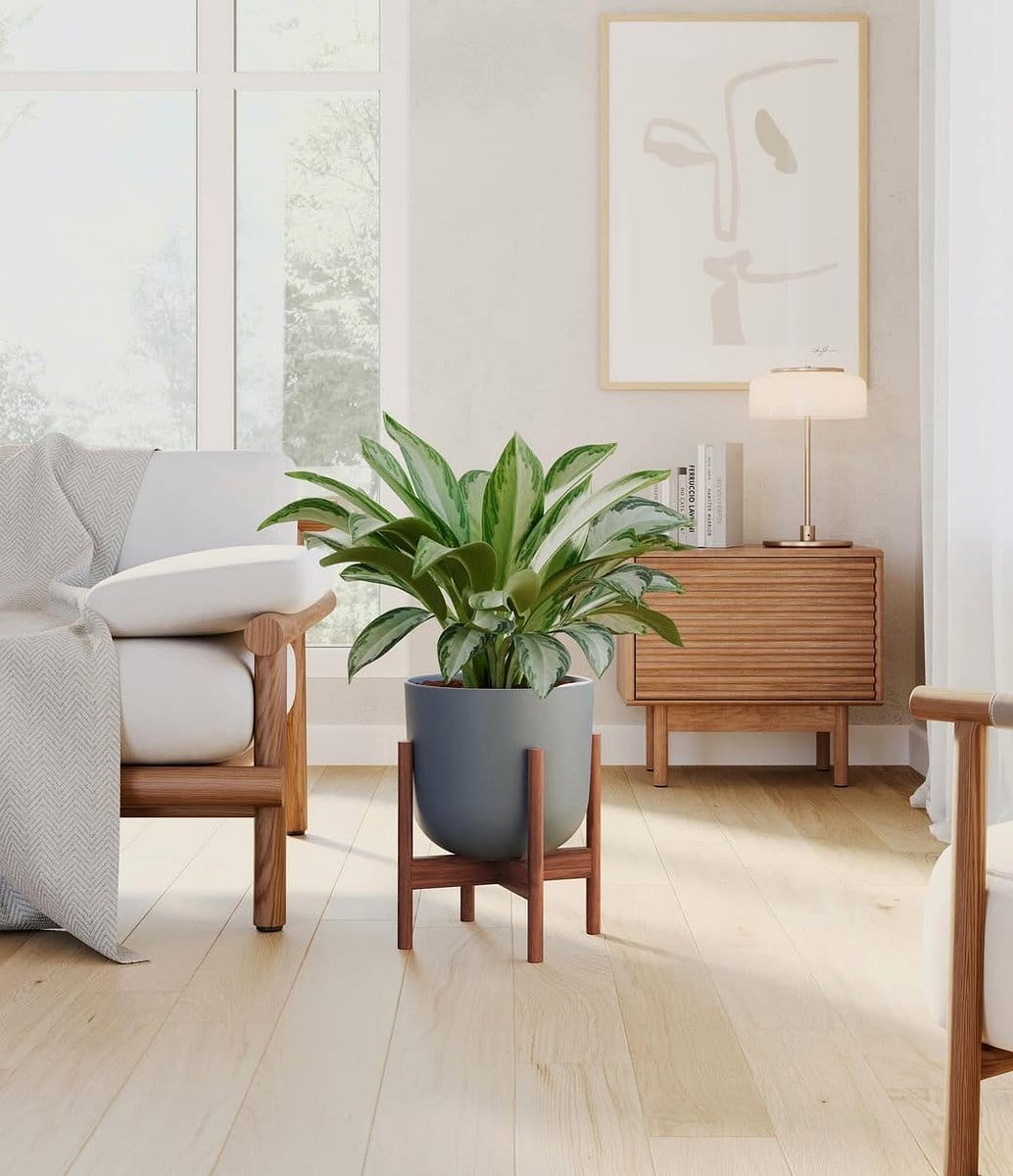 aglaonema silver bay in dining room