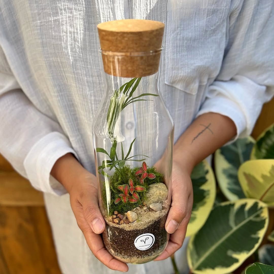 Matching glass terrariums with mini succulents