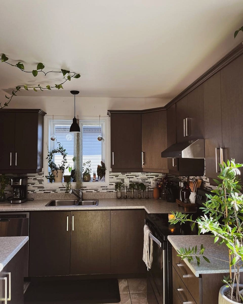 aloe vera and english ivy on kitchen counter