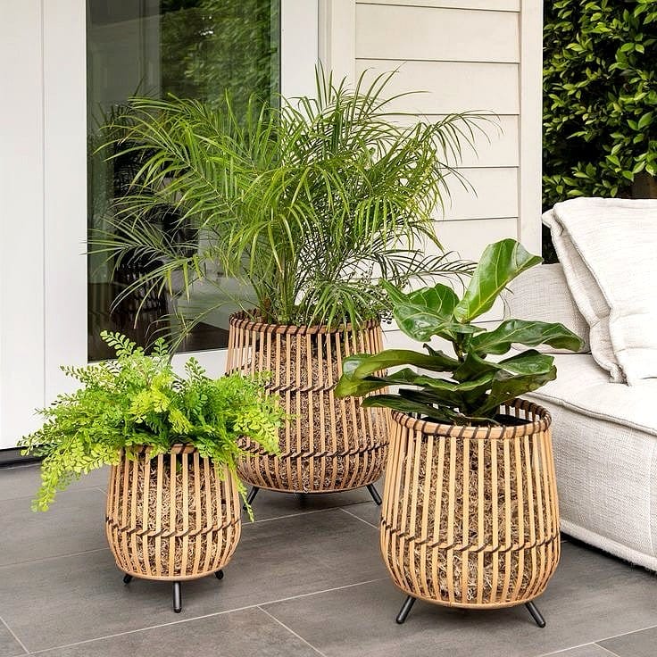 Natural woven basket with tall indoor plant