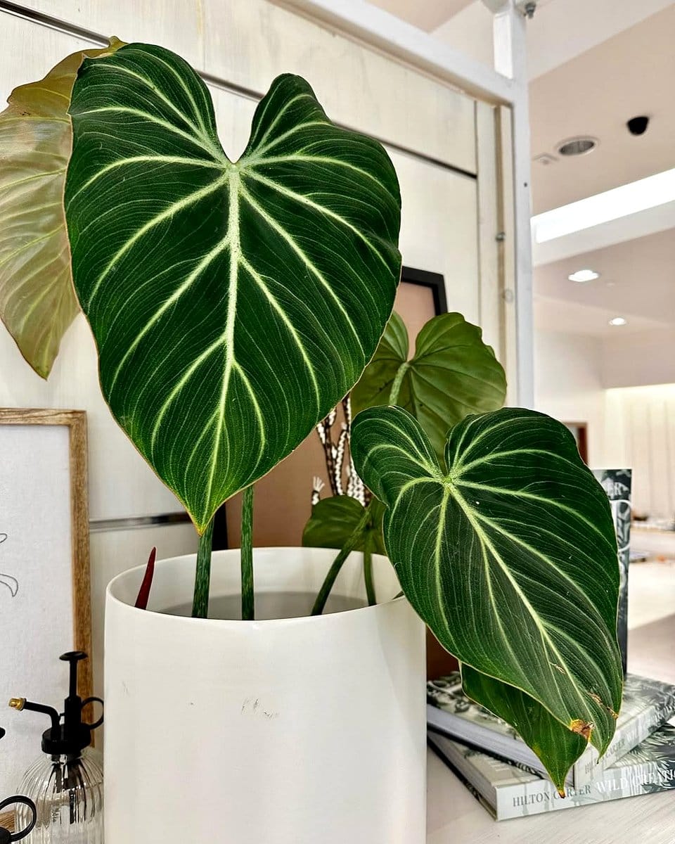 philodendron gloriosum with large, velvety leaves