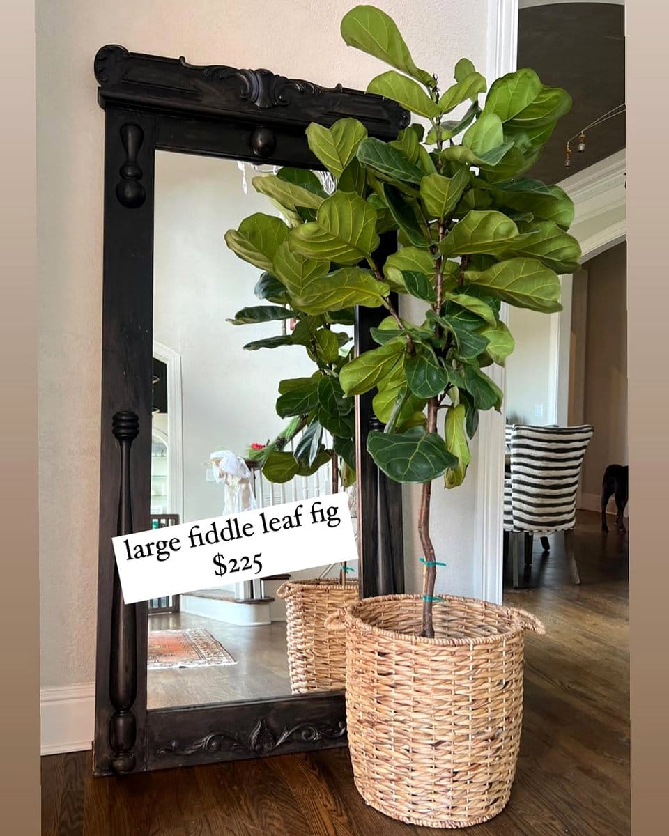 fiddle leaf fig by window