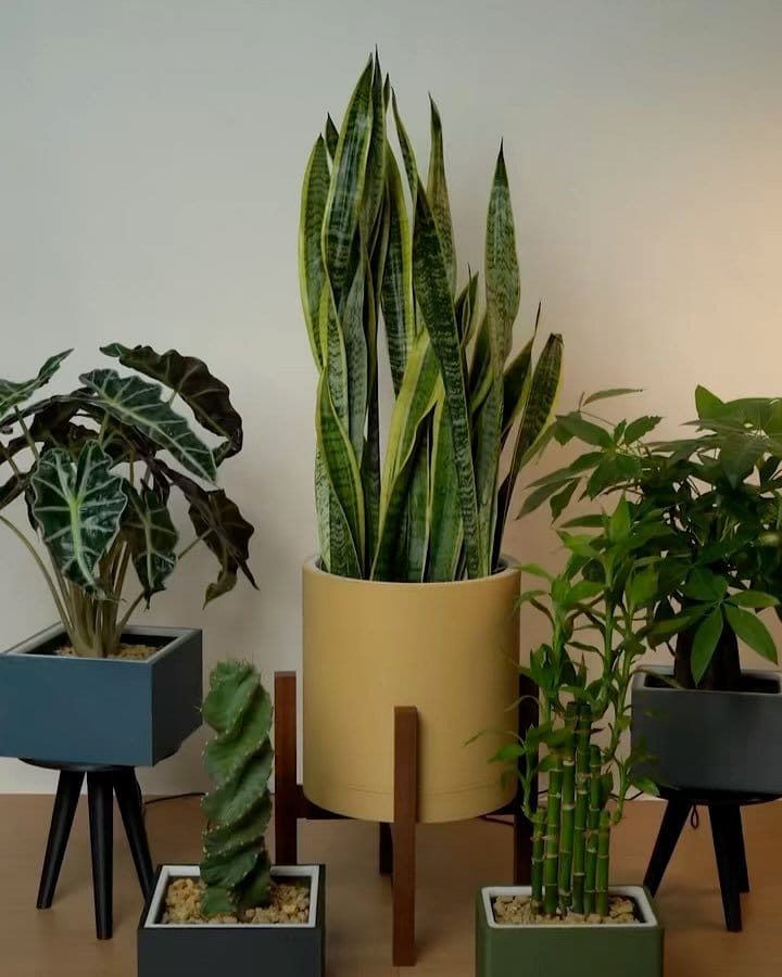 uplighted snake plant