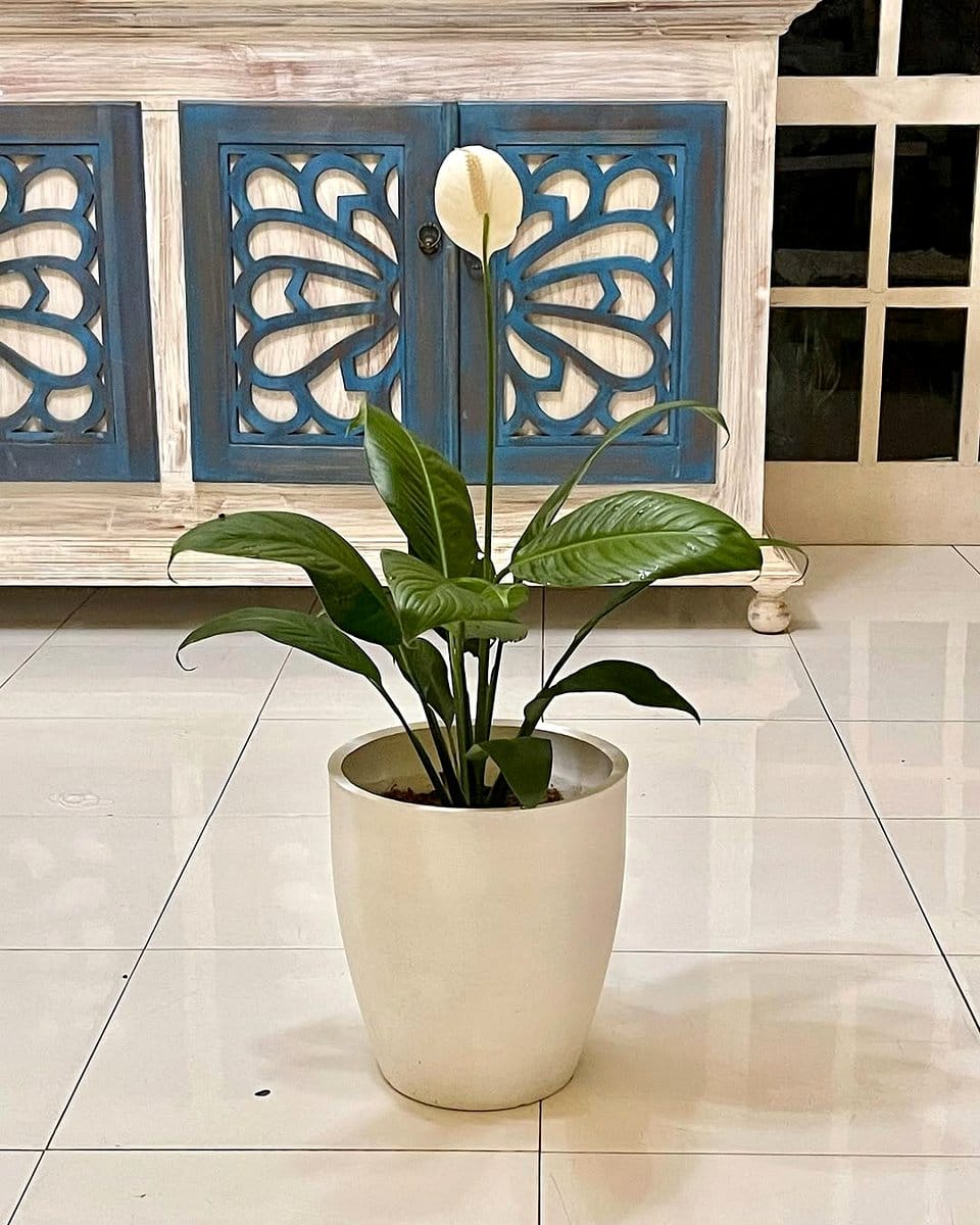 peace lily in elegant vase