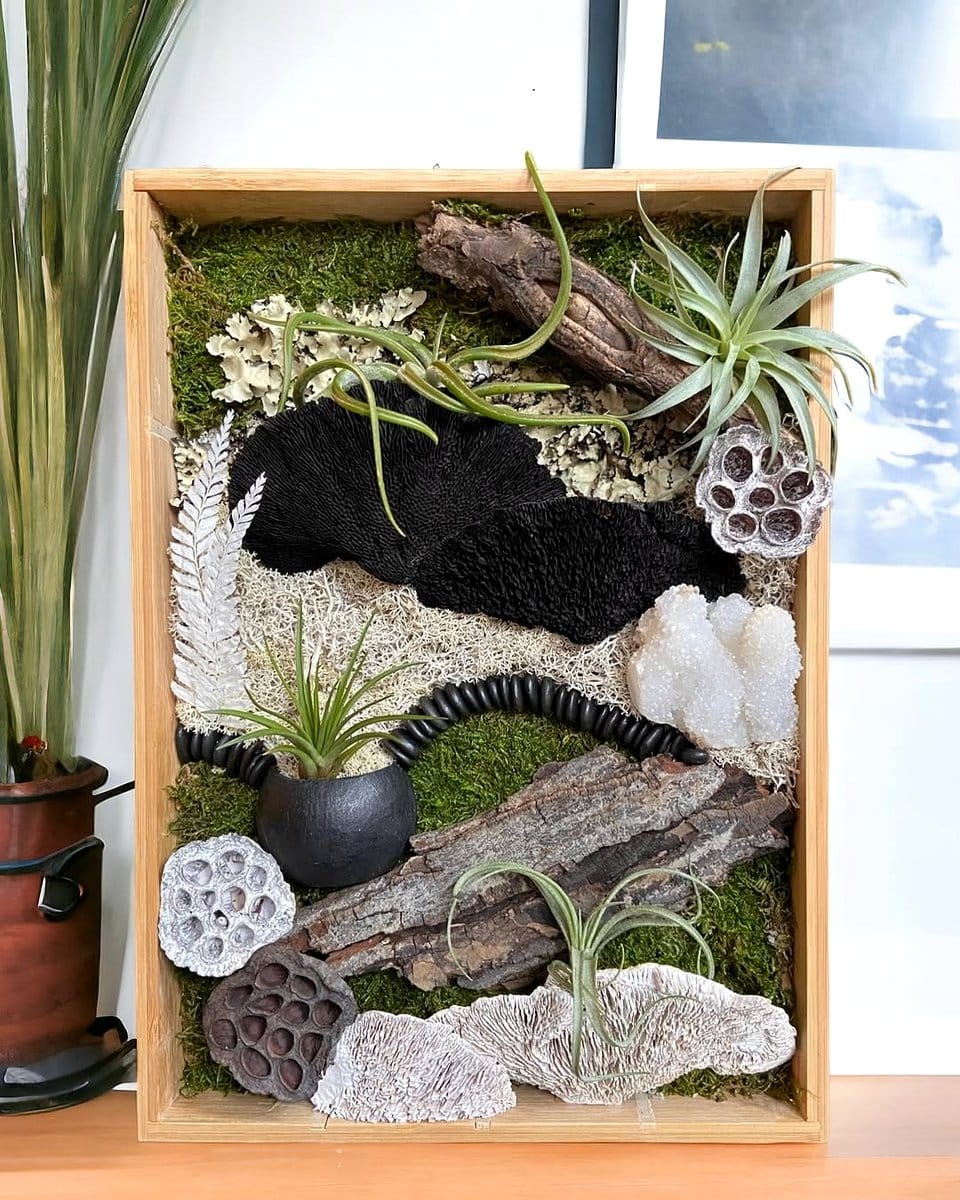 air plant in picture frame