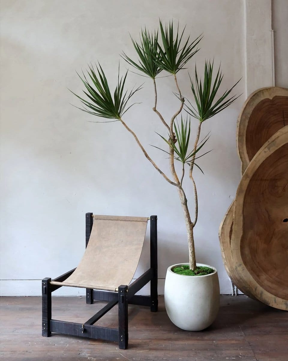 dracaena marginata in chic office