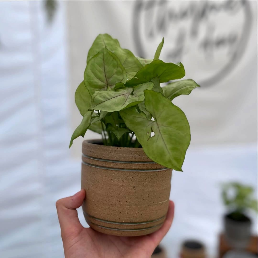 thyme plant in small clay pot