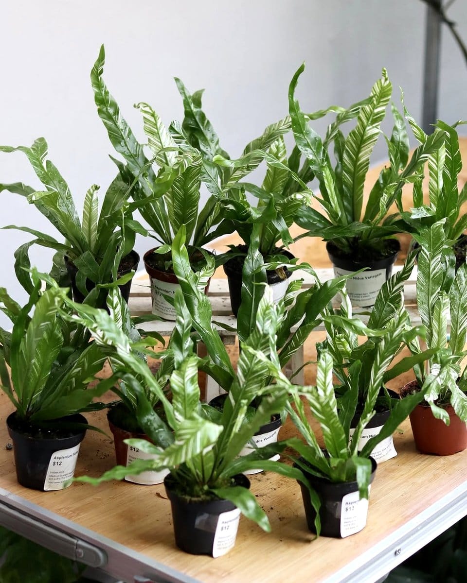 bird’s nest fern in a hanging planter in a bright room