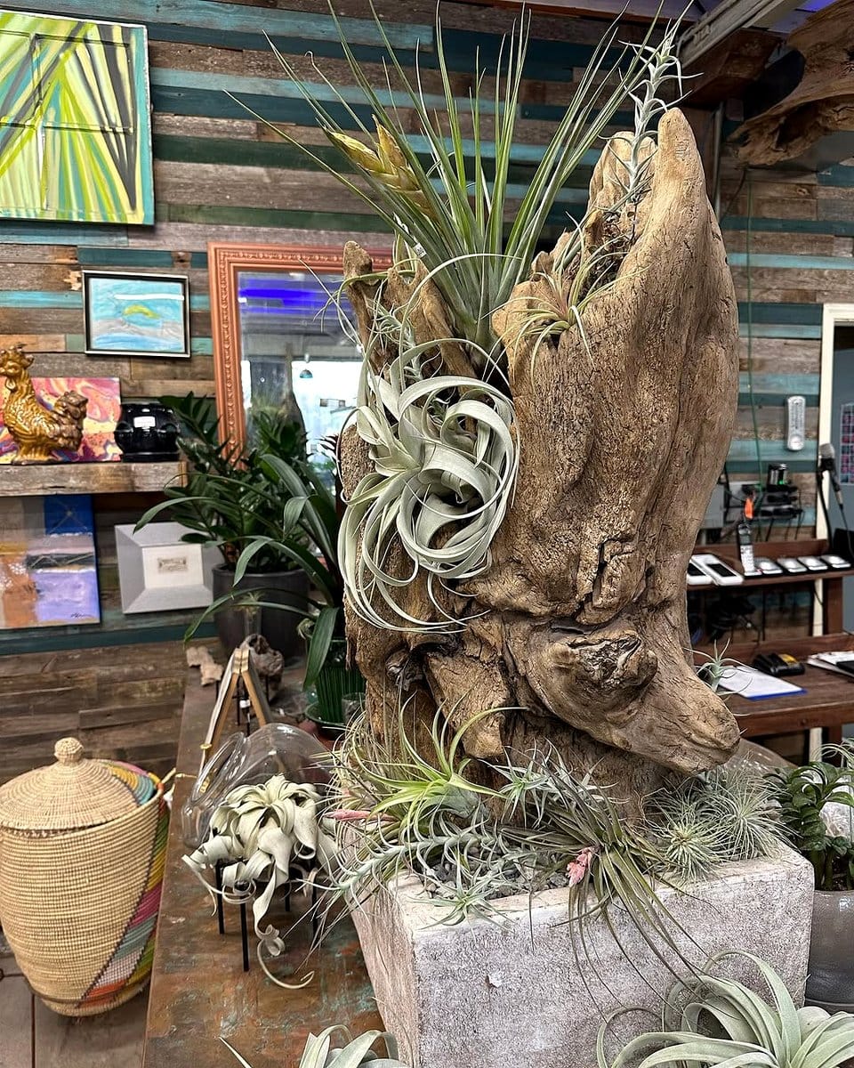 air plants on driftwood mantelpiece