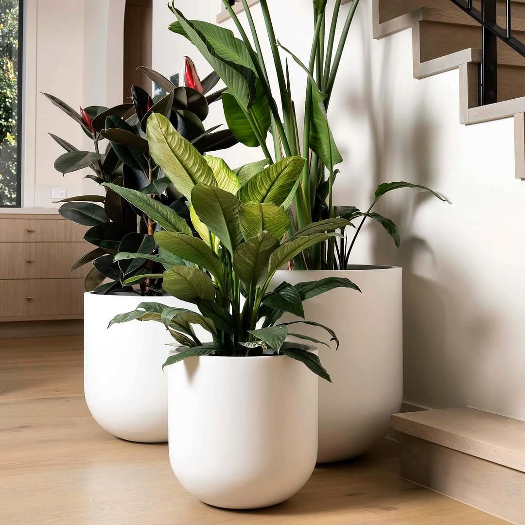 white plant pots with greenery
