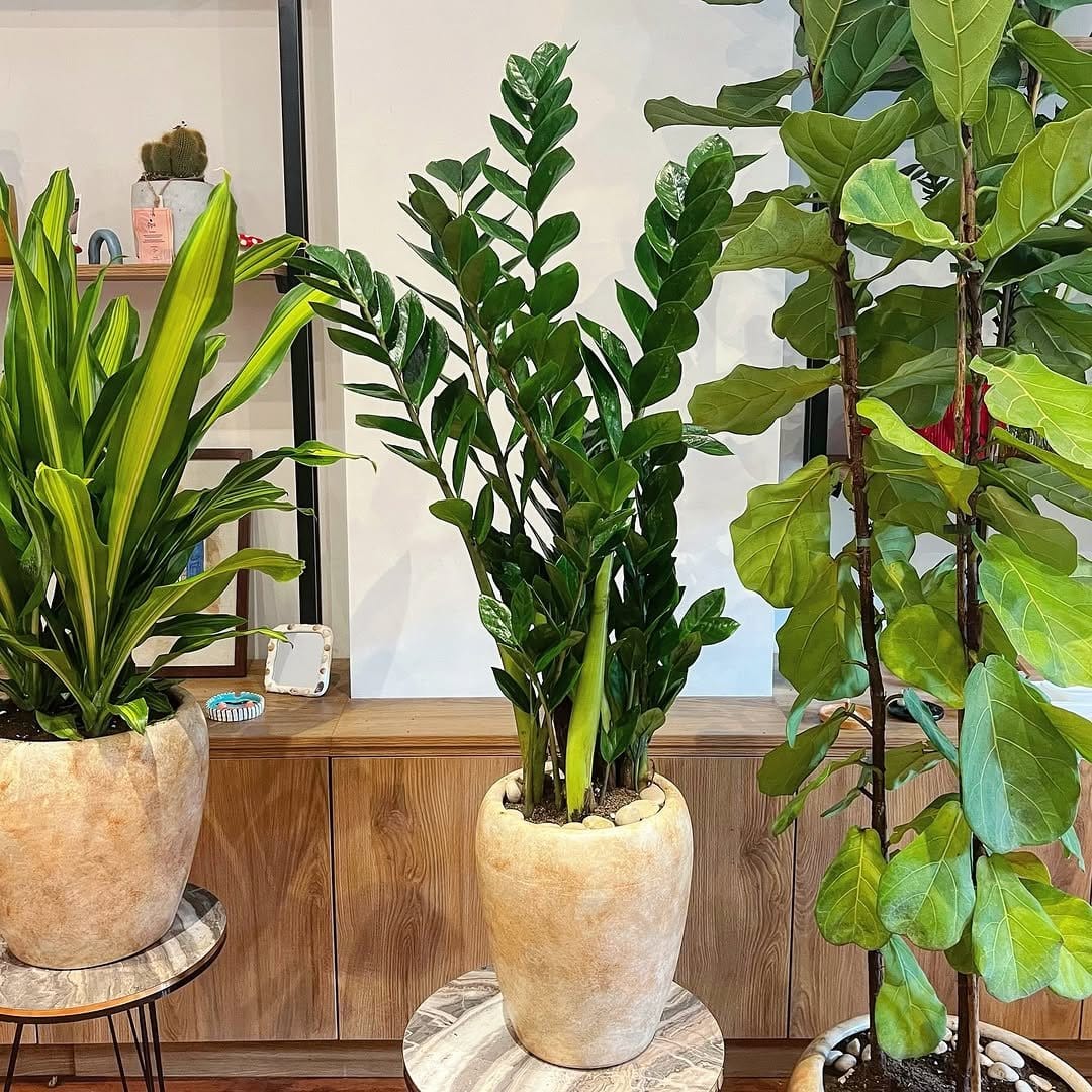 Glossy ZZ plant in black matte pot