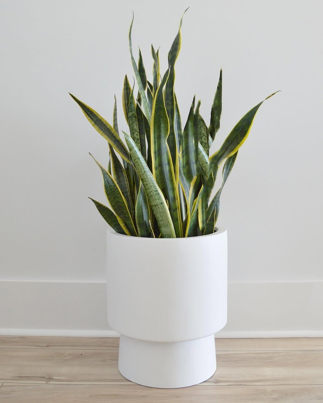 Sleek snake plant in modern ceramic pot