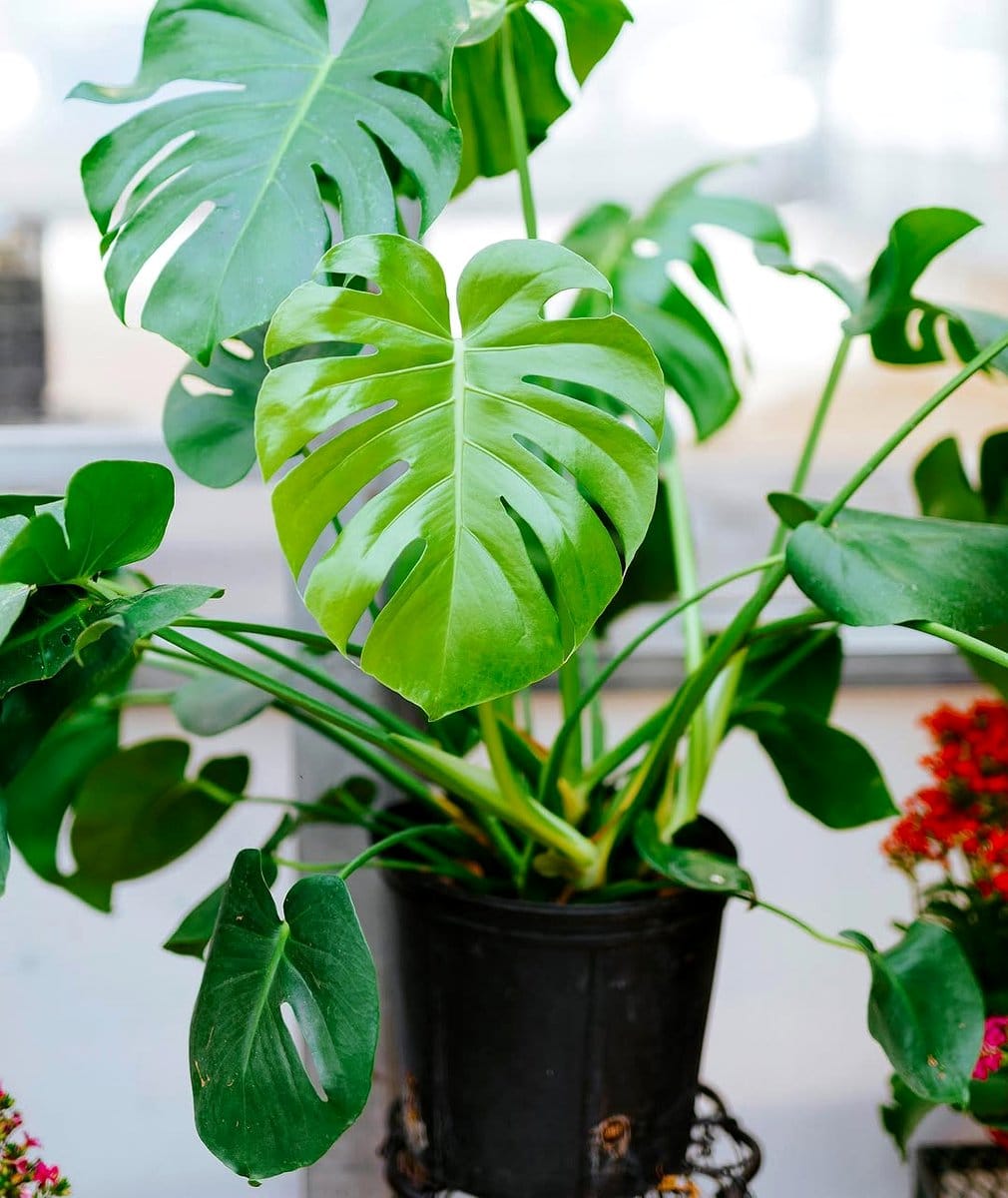 monstera plant with split leaves
