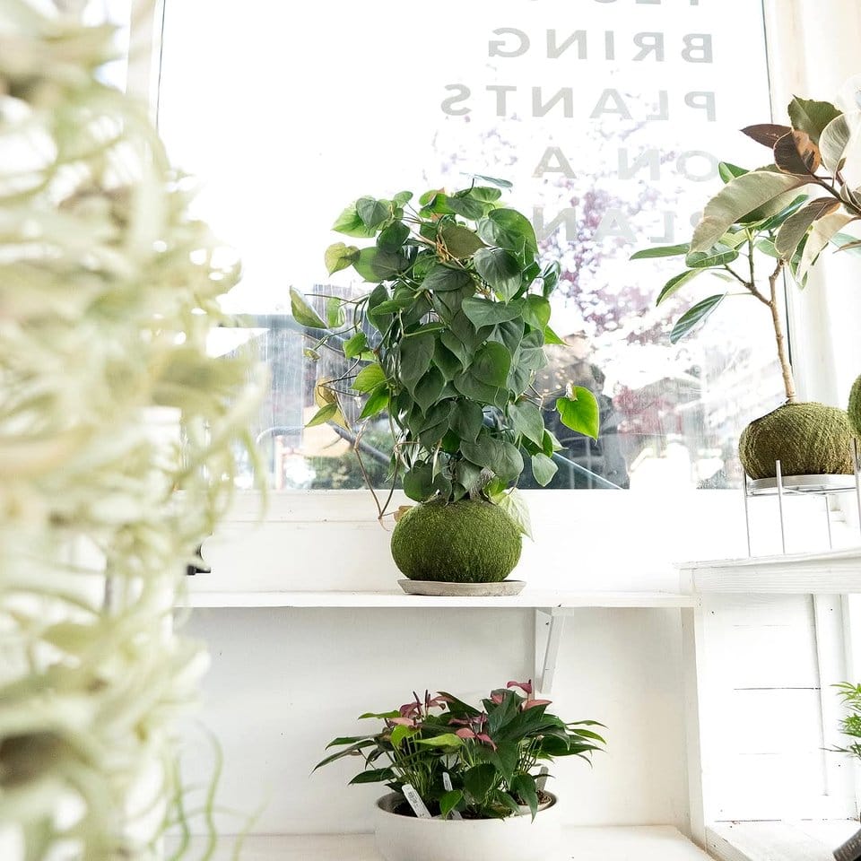 Modern wooden hanging plant shelf