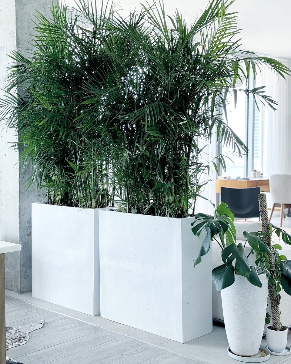 Bamboo palm in Zen-inspired space