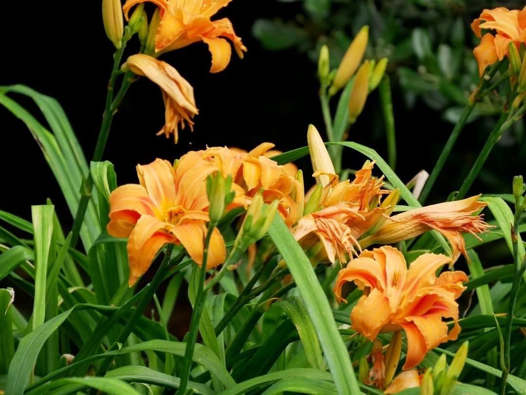 orange daylilies in bloom