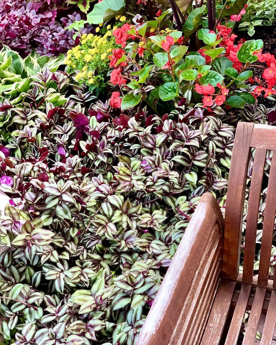 tradescantia zebrina hanging basket