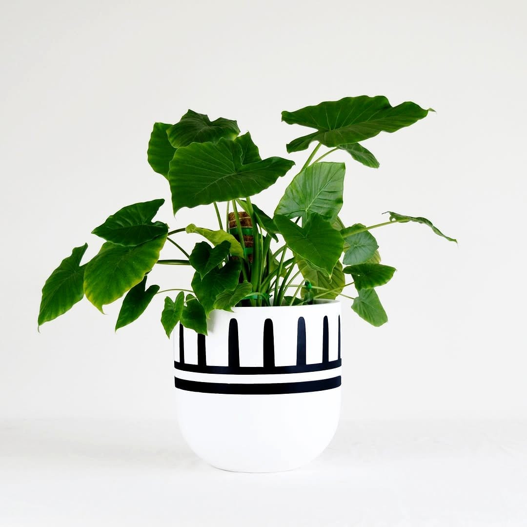 black and white striped pots