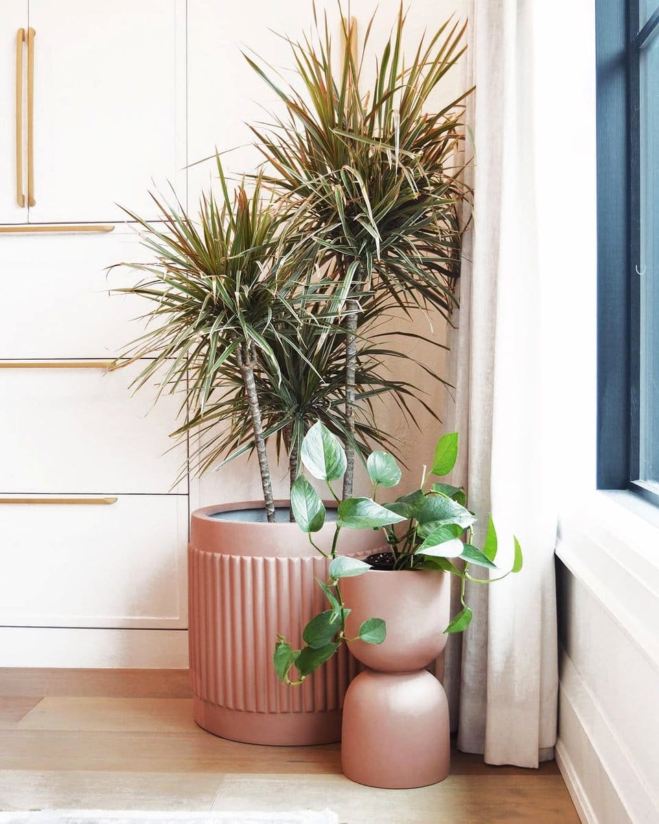 tropical plants in bay window