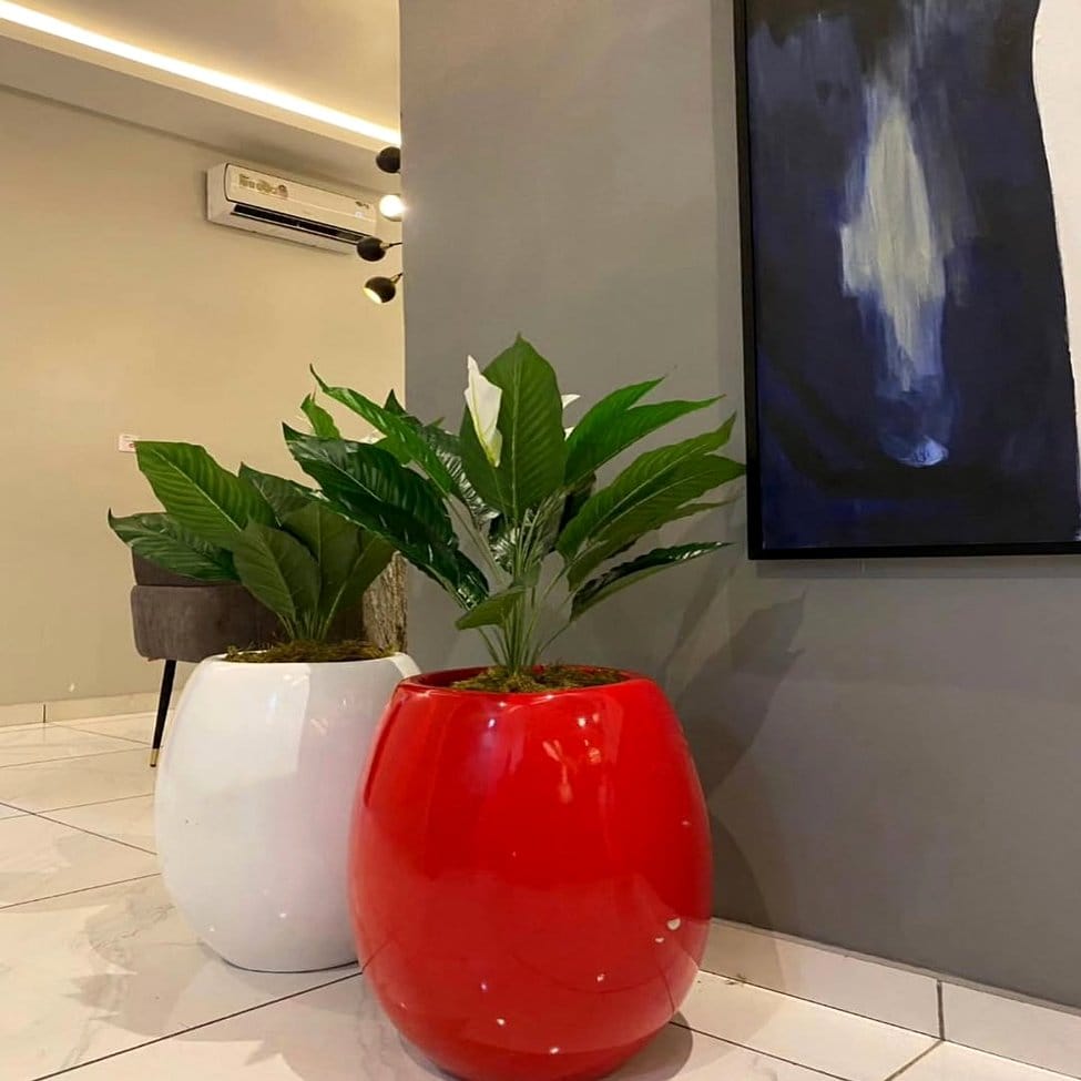 Red anthurium in a ceramic pot