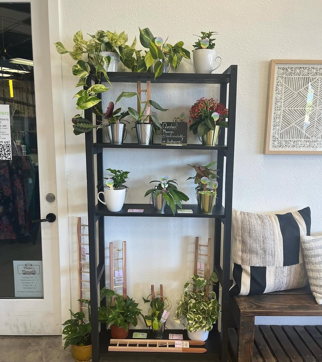 Assorted herbs on rustic wooden ladder