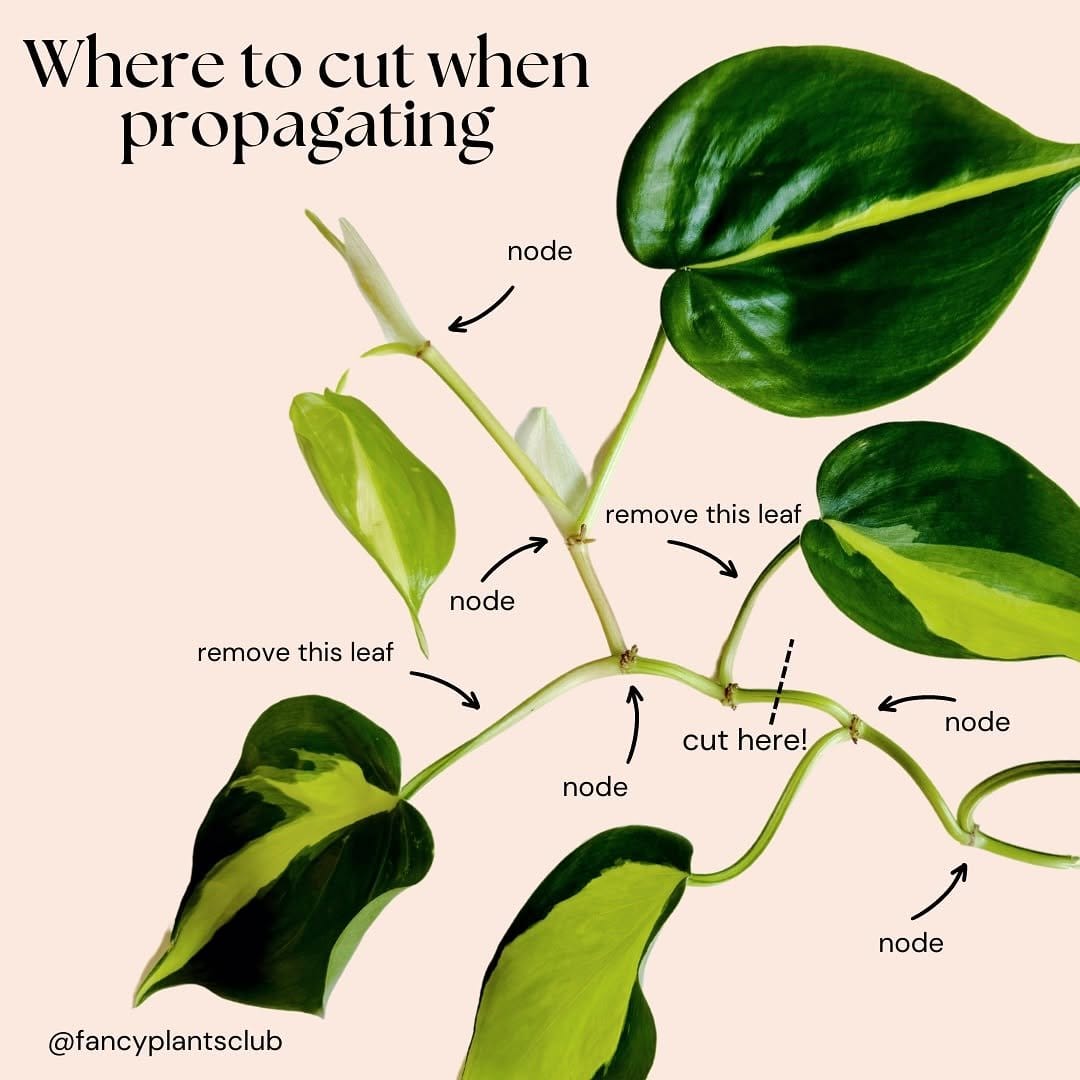 Clean glass vase with fresh water and cuttings