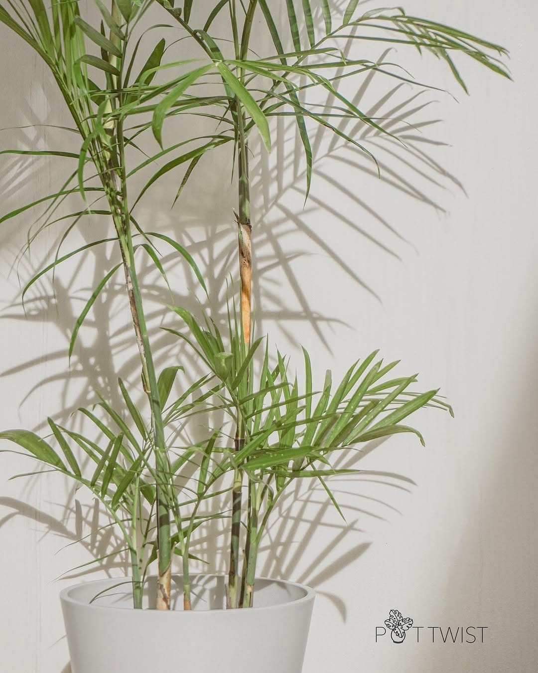 Elegant bamboo palm in large clay pot