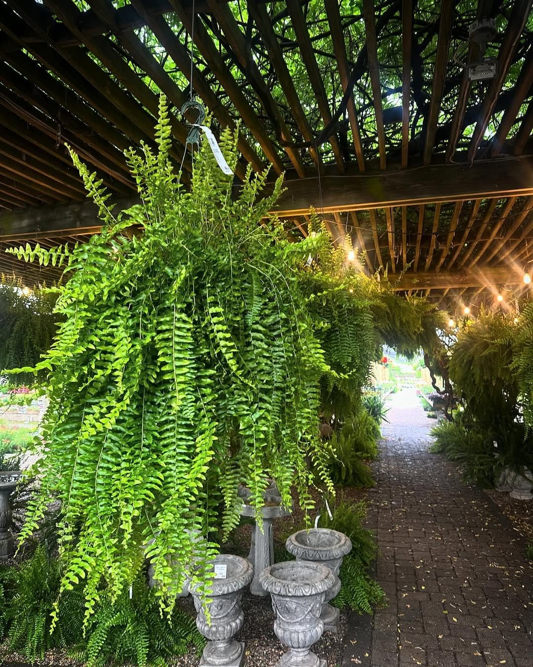 Lush Boston fern in hanging wire basket