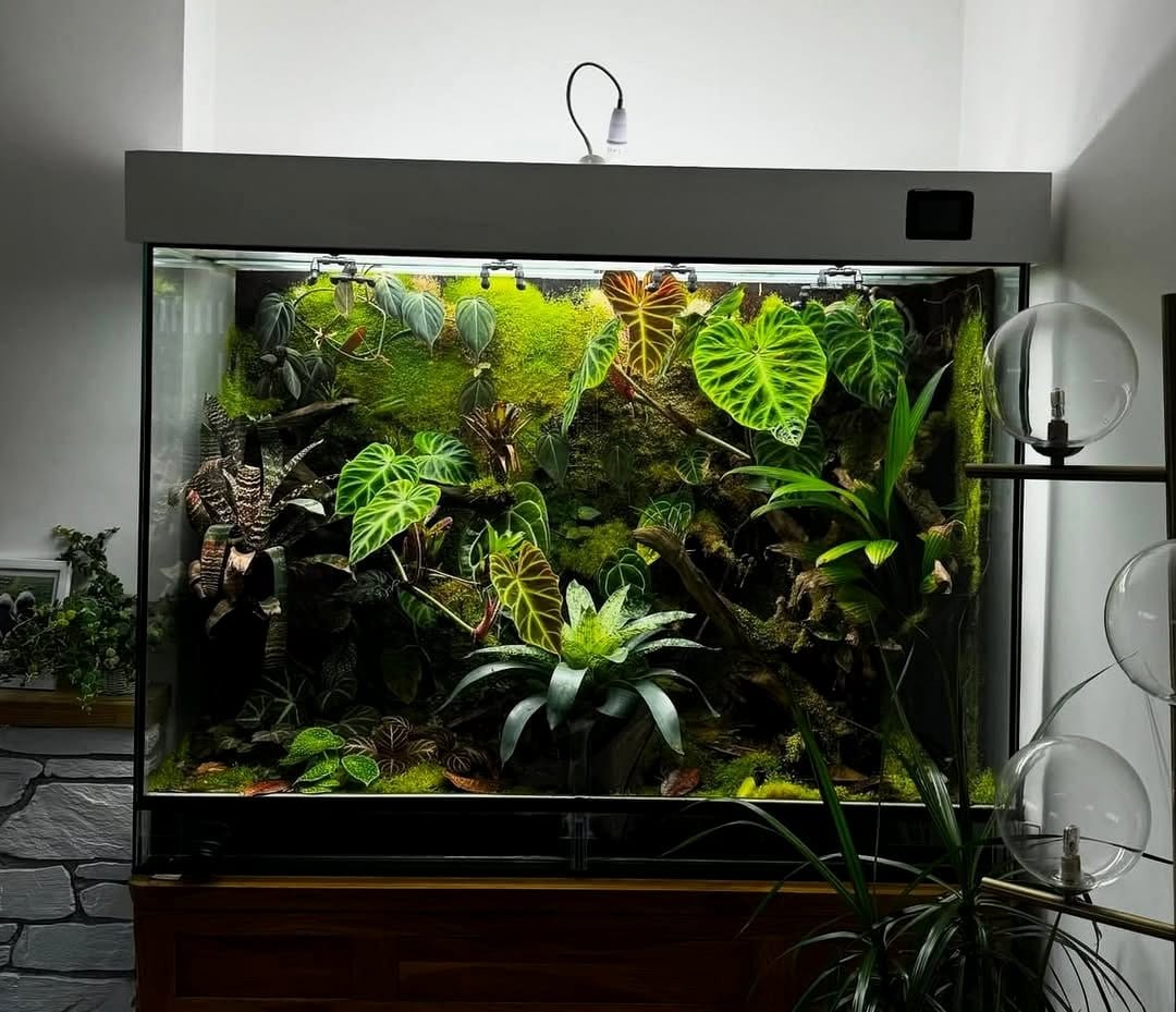 vivarium-style glass terrarium with amphibians