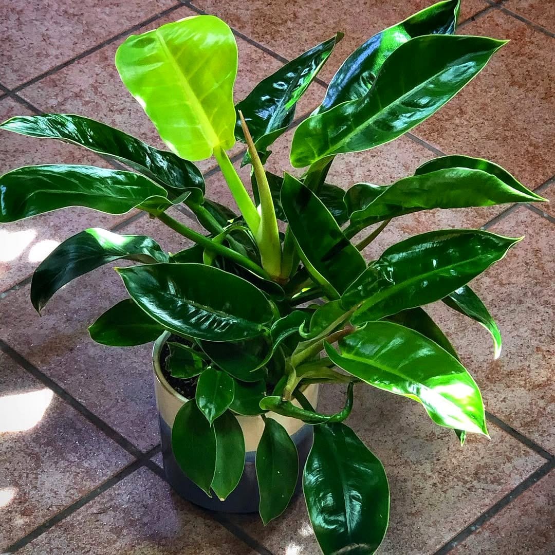 philodendron imperial green with lush green leaves