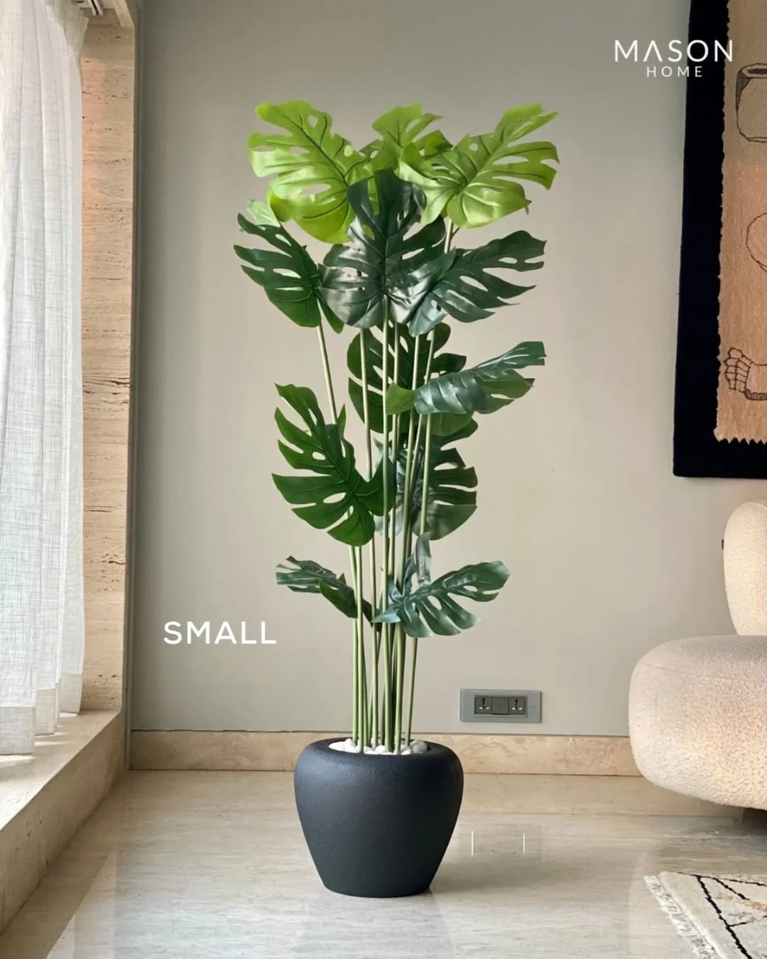 Fuzzy velvet plant in ornate pot