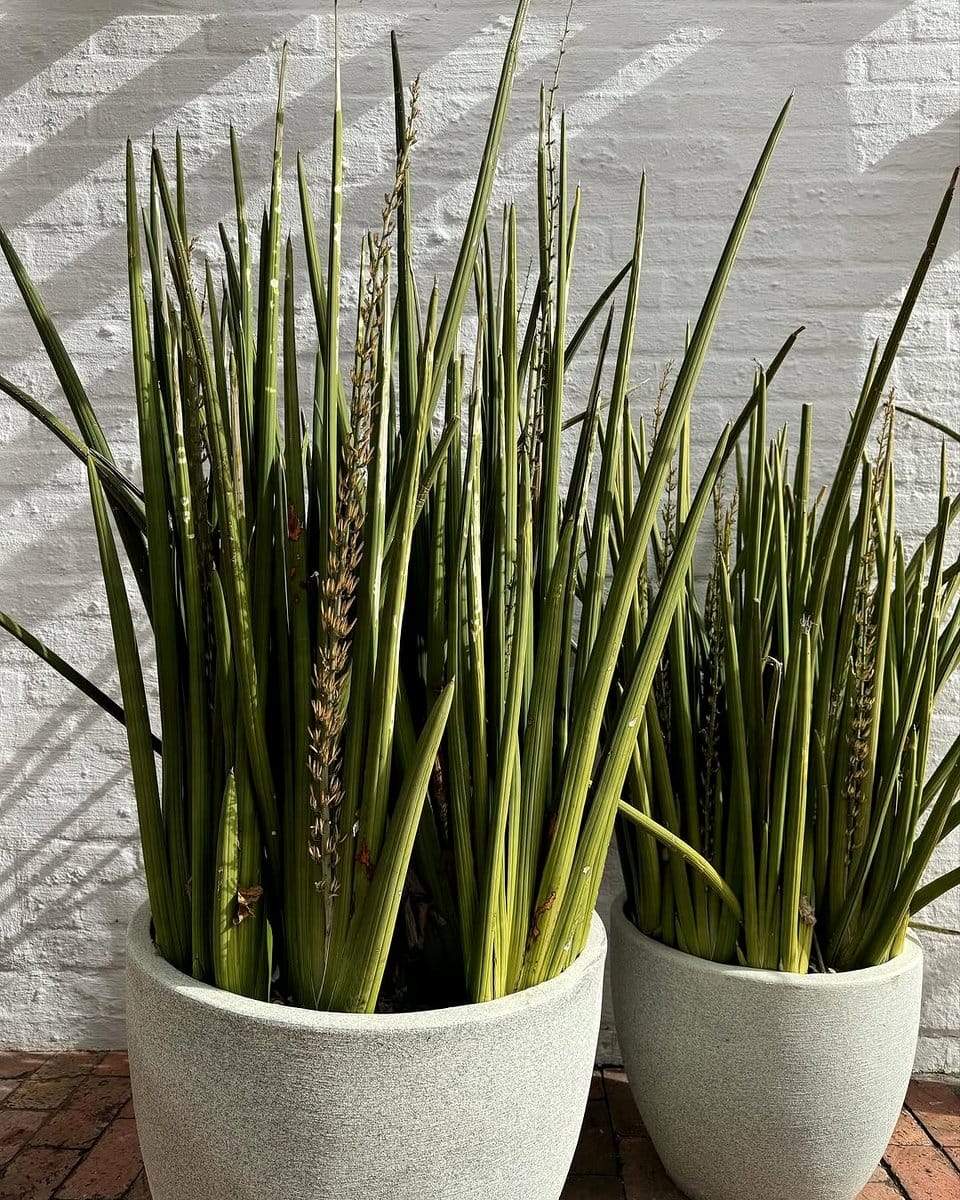 snake plant grouping in minimalist planters