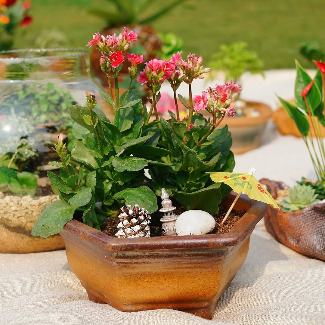 feng shui kokedama arrangement