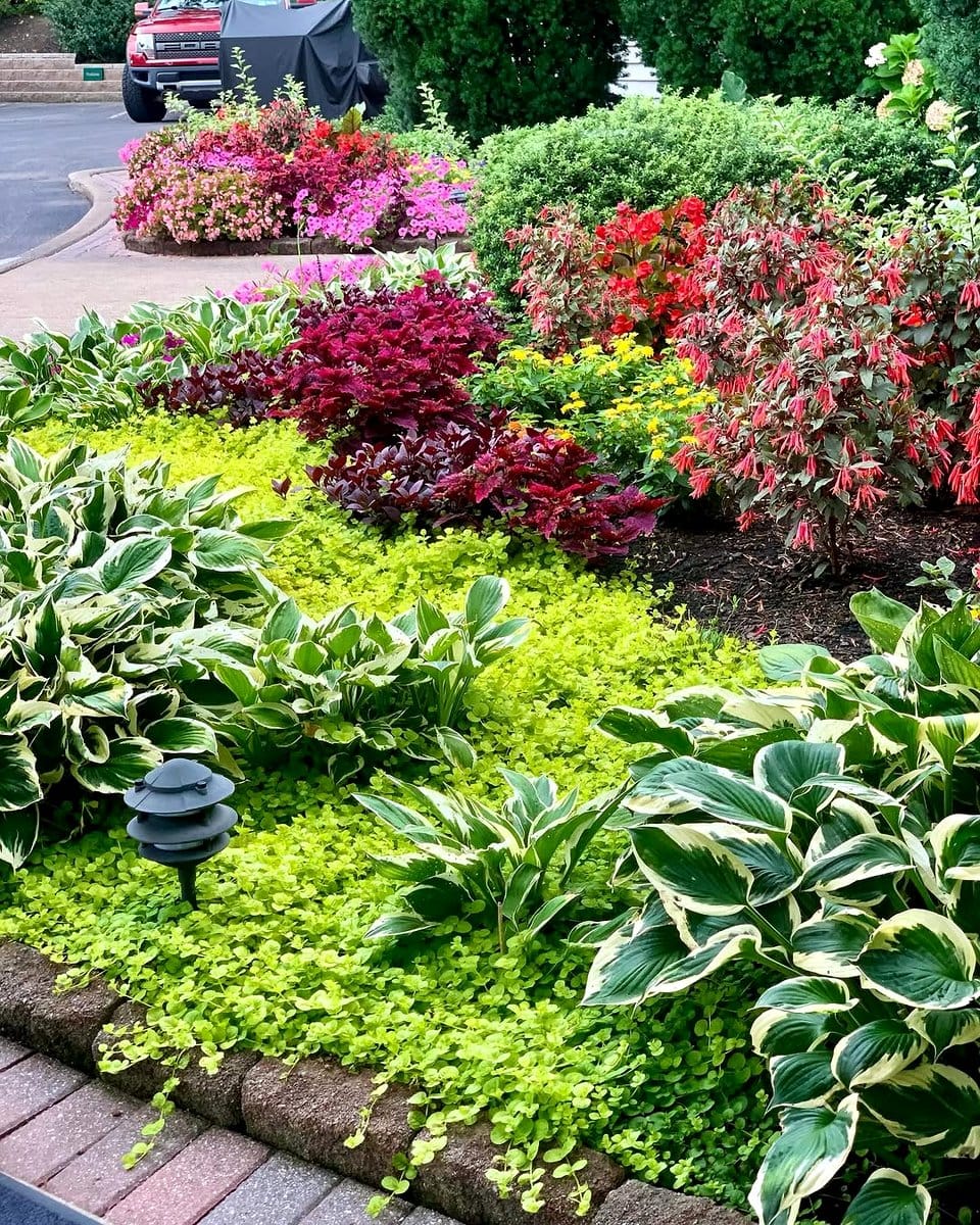 Creeping Jenny in shaded garden bed