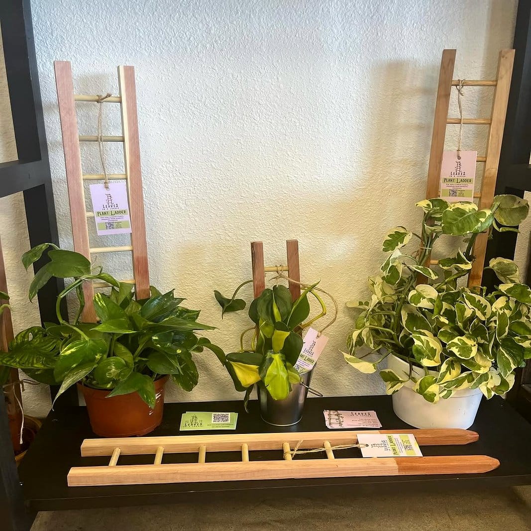 Monochrome plant ladder with potted plants