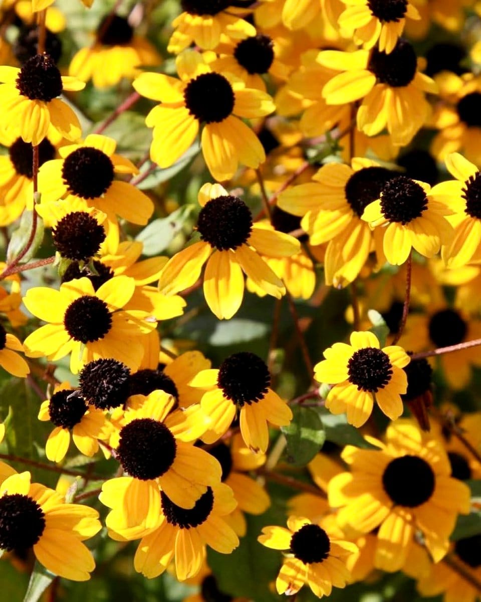 black-eyed susans in bloom