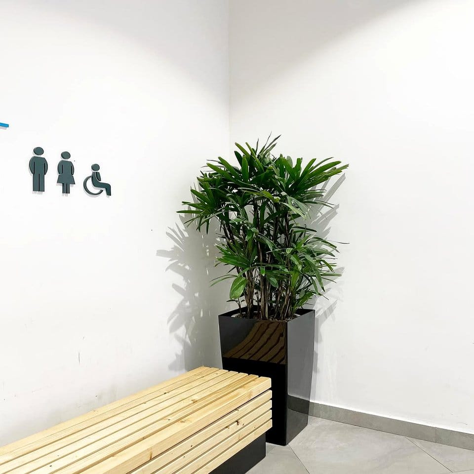Indoor plant partition with tall plants