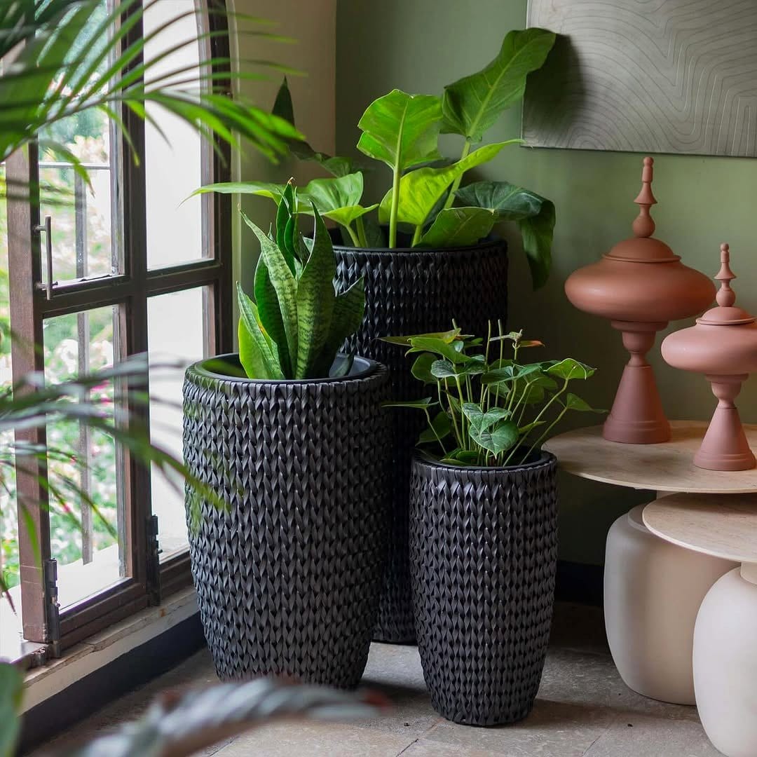 bird of paradise in a sunlit corner